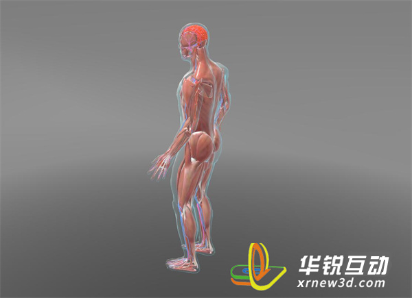 人体构造3D动态演示为医学教育带来了革新