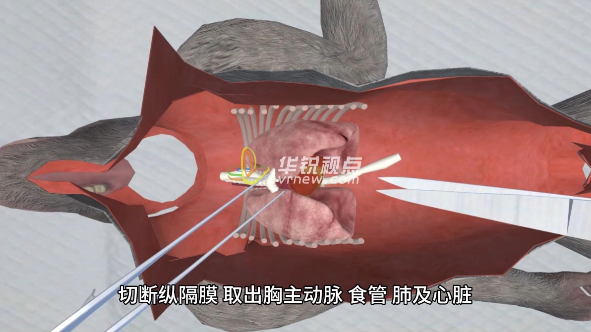 VR展现猴子虚拟仿真实验