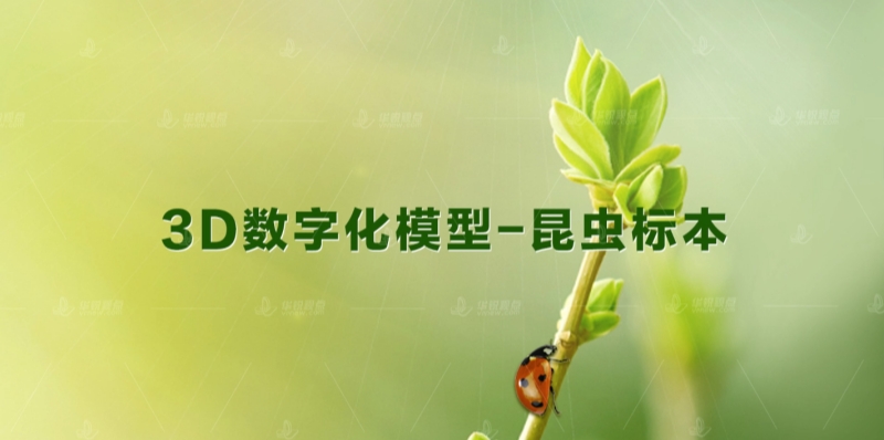 AR甲壳虫学习