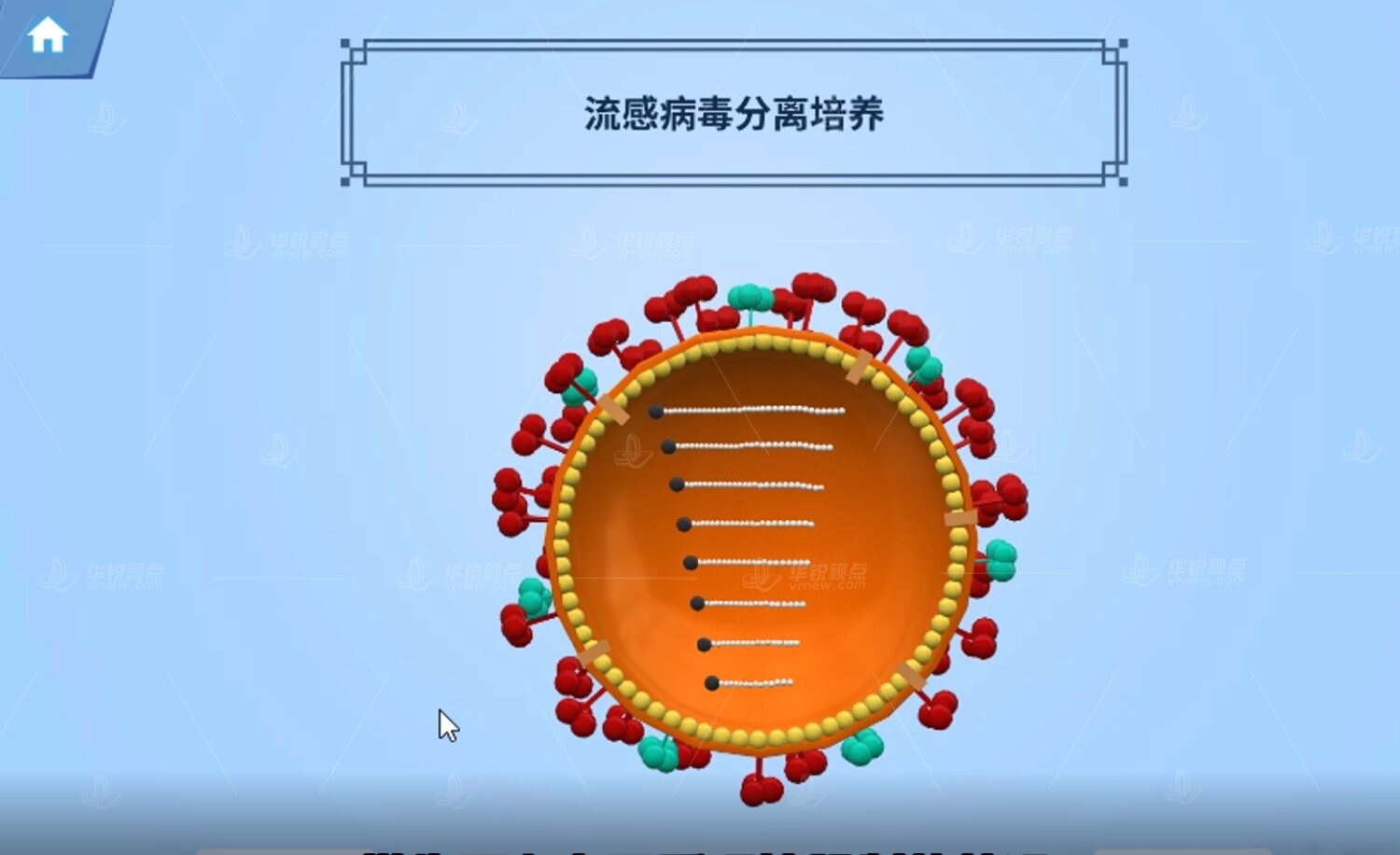 流感病毒分离鉴定VR虚拟仿真实验