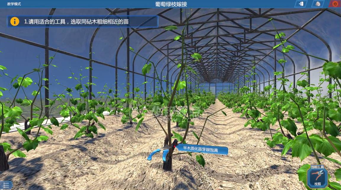 VR 南方葡萄栽培培训：突破传统，引领果农丰收新征程​